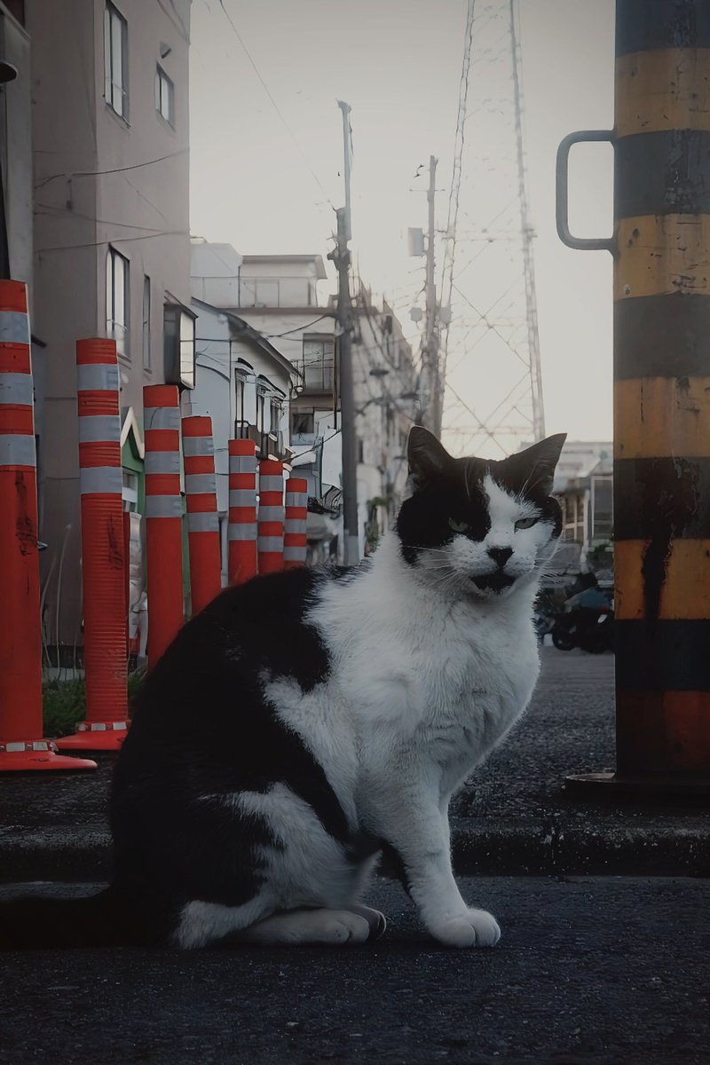 ここは安全。

#撮って出し #シッポ追い #tailchaser #猫 #ねこ #ネコ #cat #cats #猫写真 #東京猫 #外猫 #地域猫  #ねこ部 #まちねこ  #ネコスタグラム  #猫好きさんと繋がりたい  #nekostagram #catstagram #猫咪 #straycats #streetcats #catsofinstagram #gato #katze #고양이 #кошка #kucing