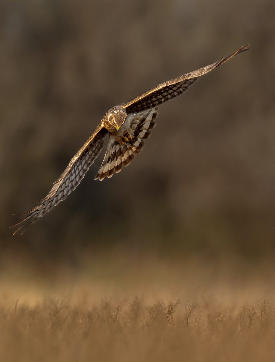 Gliding low over the marsh grasses in the waning evening light, this female northern harrier saw something on the ground that interested her. She is just starting to flare her tail and wings in order to put the brakes on and check it out!🪶