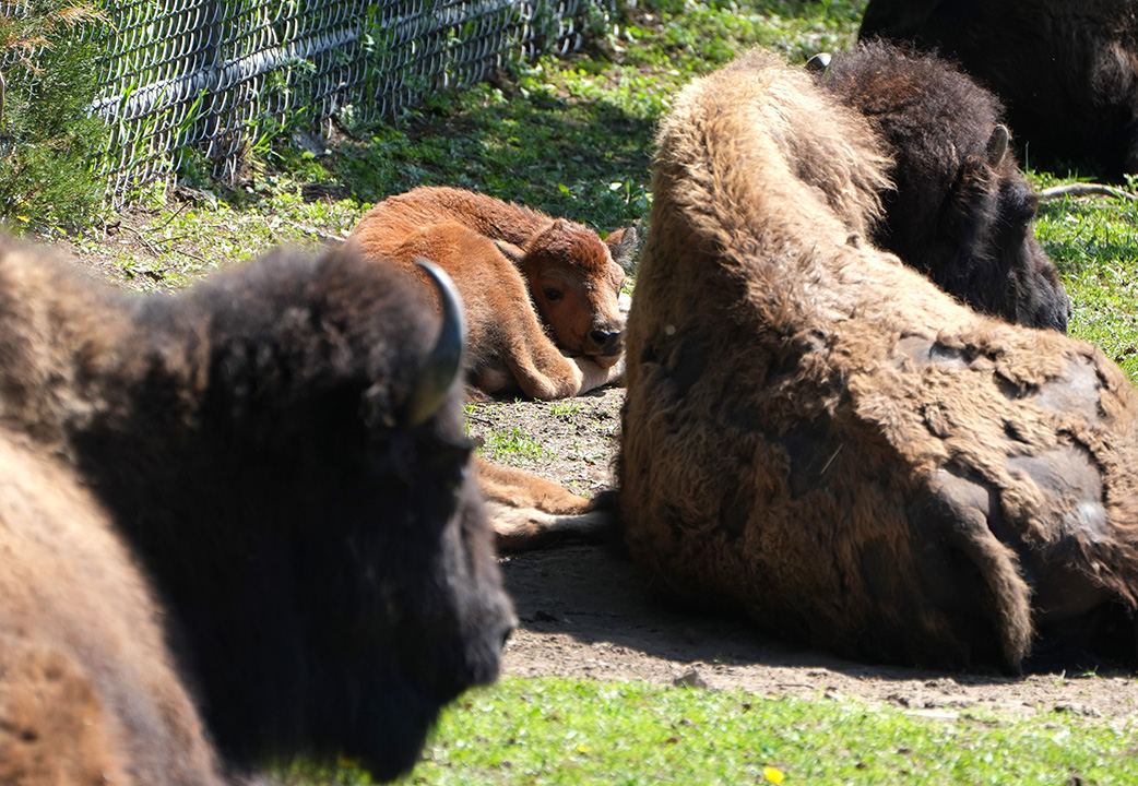 Baby bison are a #Conservation win! Bison conservation in #Minnesota continues to grow in numbers and effort. Recently, the bison #Herd at @MNZoo celebrated the arrival of its first #Calf of the year. ❤️ Learn more in Connect: bit.ly/3WHtpD4. #Bison #Extinction