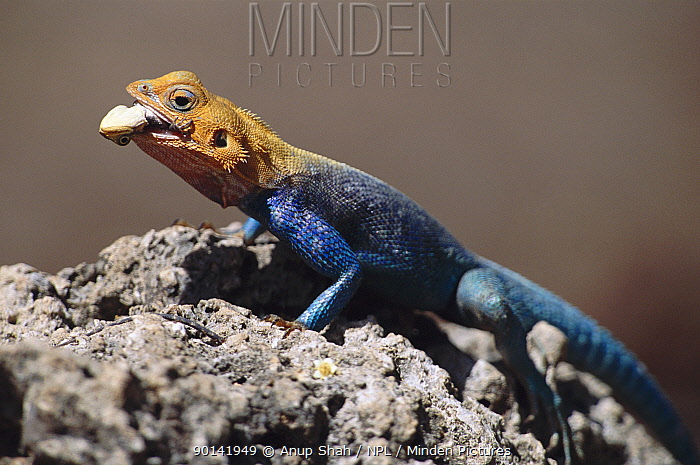 animaritos's tweet photo. Agama común, lagarto de fuego africano /Agama agama/

Este lagarto es endémico de gran parte del África subsahariana, donde habita en zonas semidesérticas y de matorrales

Introducido en Florida🇺🇸 debido al comercio de mascotas (🤬)

🟢LC
#animarito49 #reptil #iguania #vertebrado https://t.co/uNz9W0G97K