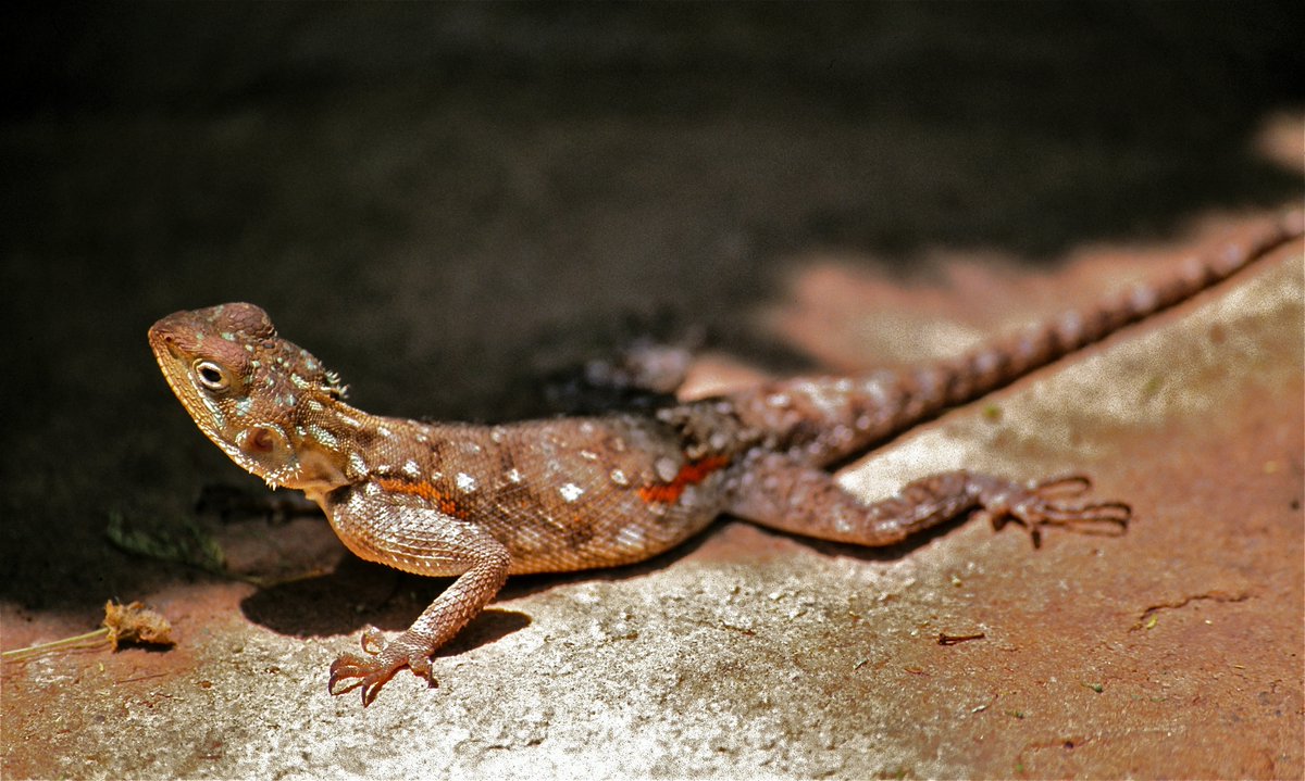 animaritos's tweet photo. Agama común, lagarto de fuego africano /Agama agama/

Este lagarto es endémico de gran parte del África subsahariana, donde habita en zonas semidesérticas y de matorrales

Introducido en Florida🇺🇸 debido al comercio de mascotas (🤬)

🟢LC
#animarito49 #reptil #iguania #vertebrado https://t.co/uNz9W0G97K