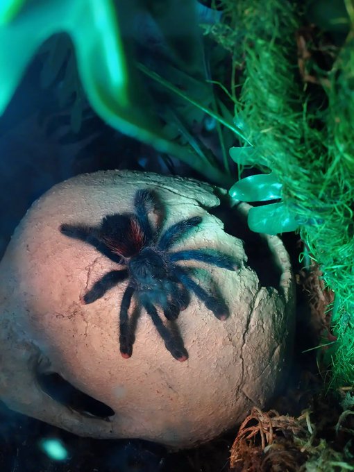 Sally the beauty https://t.co/SNhbzj7L5R<a href="/tag/bridgertons3"class="tags"><span>#bridgertons3</span></a>