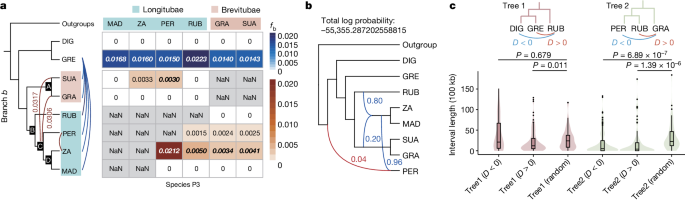 🌳Researchers show high-quality chromosomal-level genome assemblies for all eight baobab species with long read and #DNBSEQ sequencing data together. The research reveals the history of this genus and patterns of interspecific hybridization. go.nature.com/3UNsazT #insight