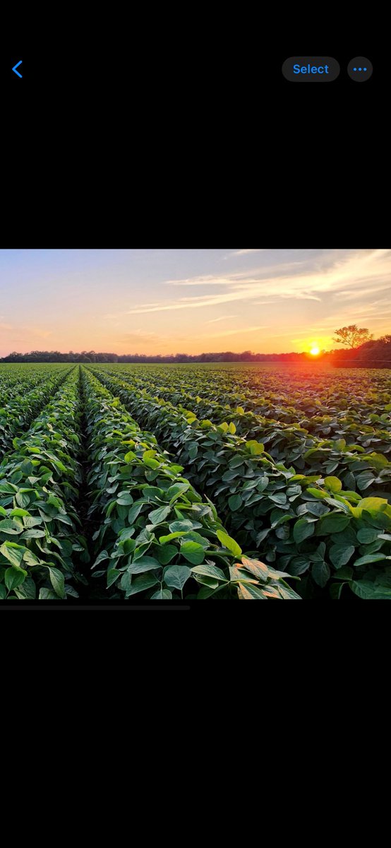 I don’t think it’s possible to ever have a perfect field of soybeans or corn or anything really. But this one is pretty dang close. Soybeans looking strong so far 💪🏻