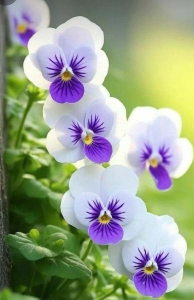 Cute pansy faces
💜🌿💜🌿💜🌿💜🌿💜🌿💜🌿💜