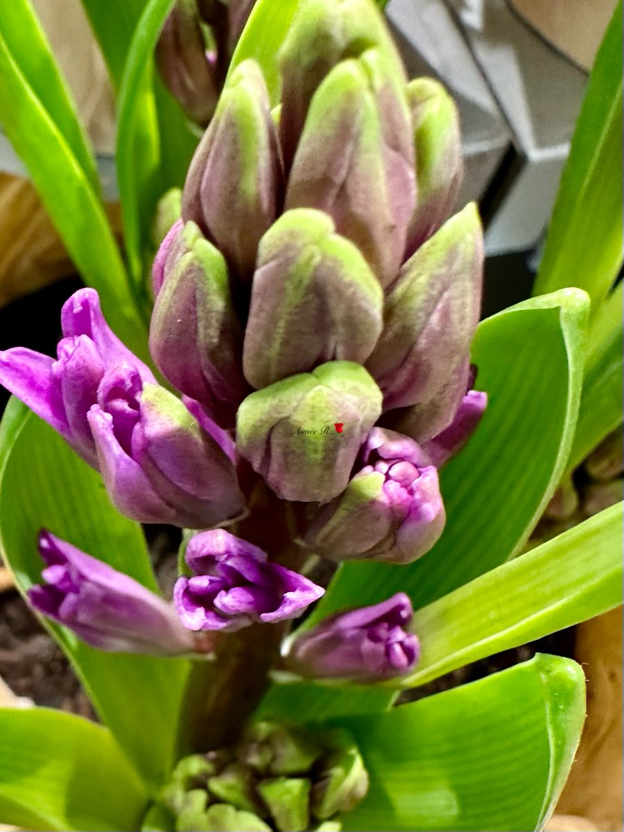 Blue Ginger, a plant steeped in mystique, has woven its way through cultures. Its blooms are believed to harbor magical properties. In ancient Chinese tradition, it's a beacon of prosperity, while in Hawaiian lore, it's revered as Olena, a plant with the power to heal. My📸