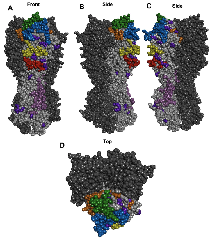 Epic review of the epitopes in the HA and NA of H5 and H7 avian influenza viruses that are important for antigenic drift 👉doi.org/10.1093/femsre…