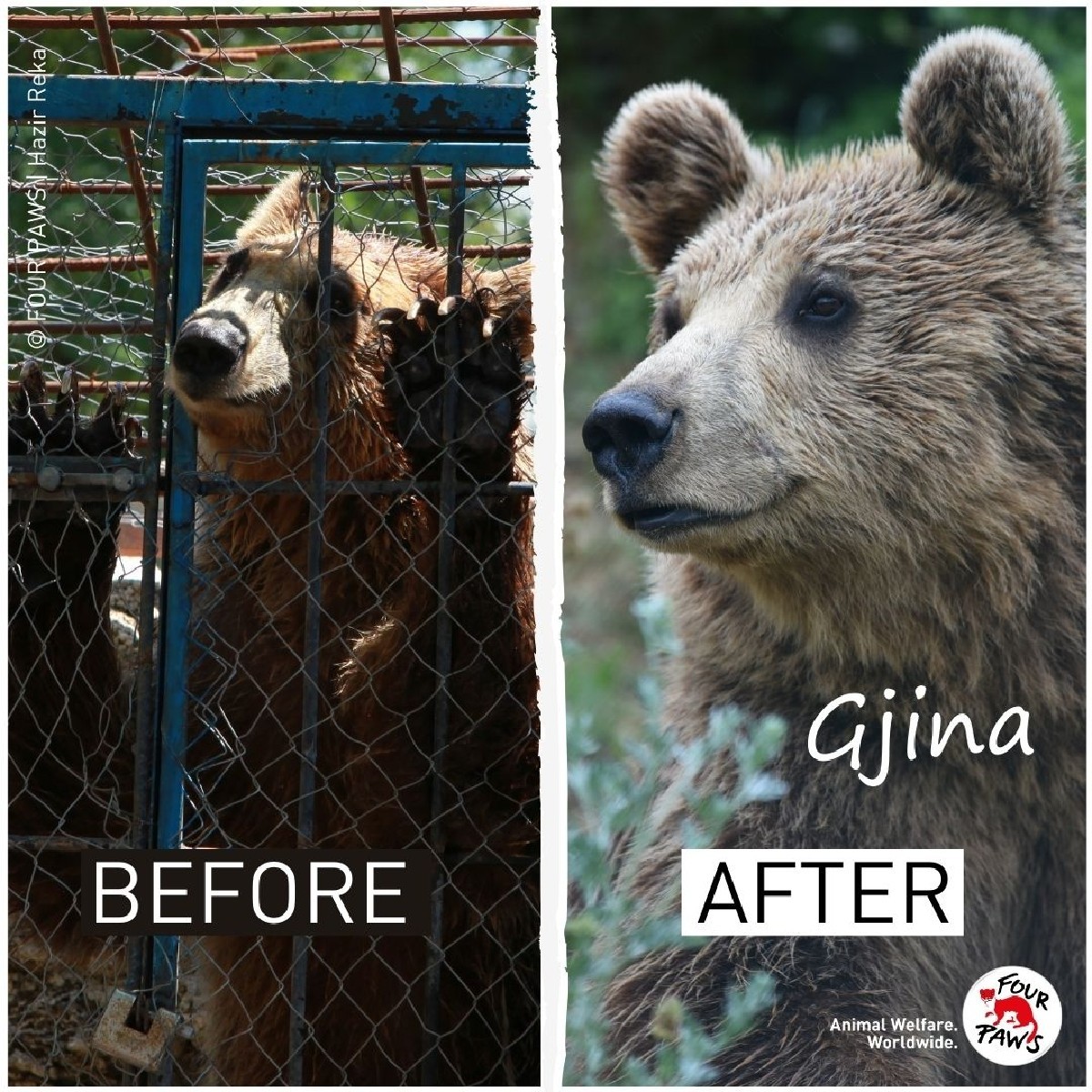 Bear Gjina 🐻💚

💔Kept in a tiny cage in Albania, underweight
🍺Forced to drink up to 20 beers a day
🚚We rescued her in 2016
📍BEAR SANCTUARY Prishtina
💜Inseparable from bear Pashuk
📖Learn more about our work #savethesaddestbears ➡️fpau.org/rescuebears-tv

#bear #bearrescue