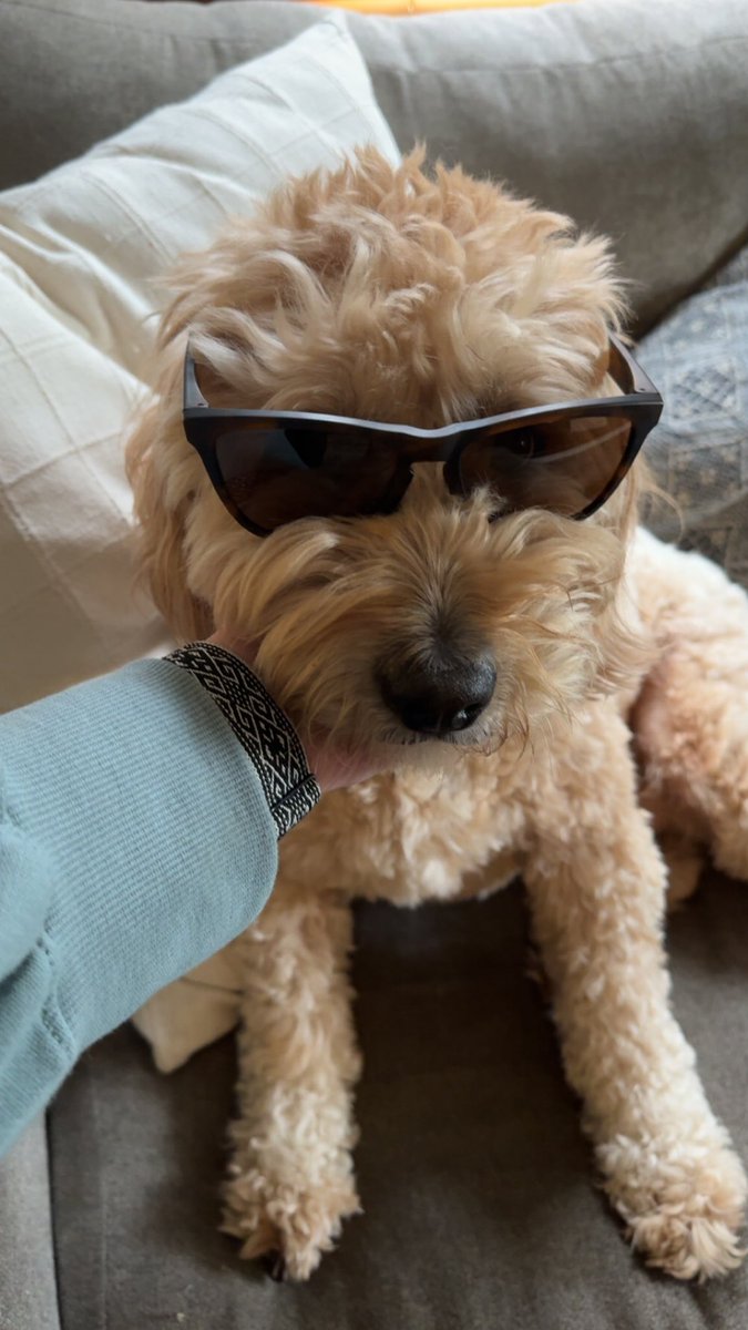 _emmfoster's tweet photo. You wish you were as cool as Angus😎 https://t.co/T0Celu8OA8