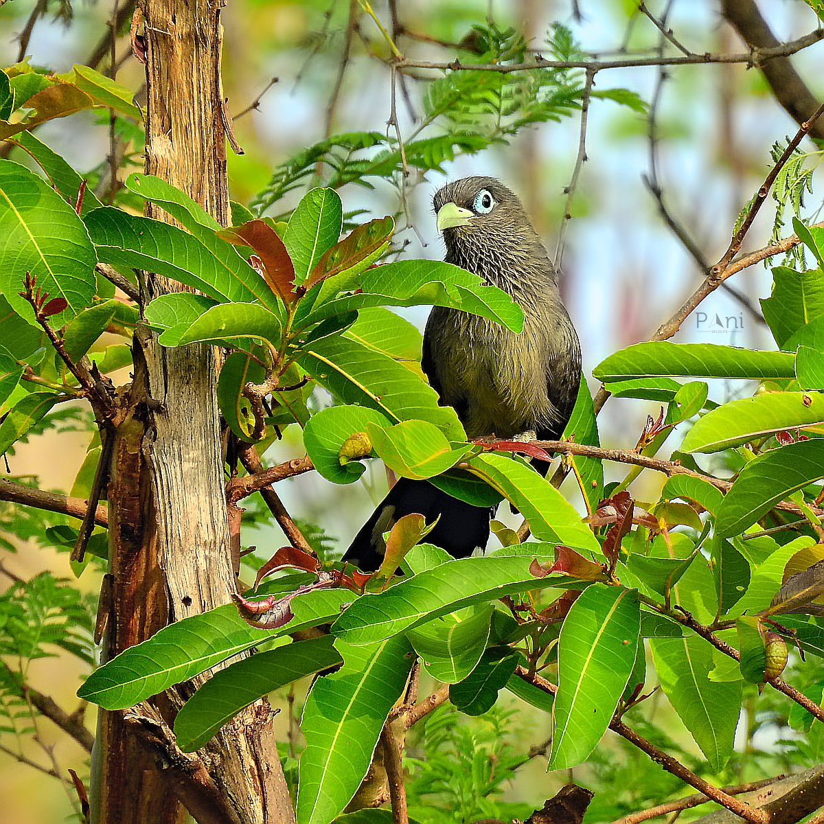 Blue Faced Malkoha

It has a waxy, dark blue-grey plumage on its upperparts, a long tail with graduated white-tipped feathers, and a bright red iris surrounded by a large blue eye patch.

@IndiAves  @Avibase

#bluefacedmalkoha #malkoha #birdphotography #birdsofindia
