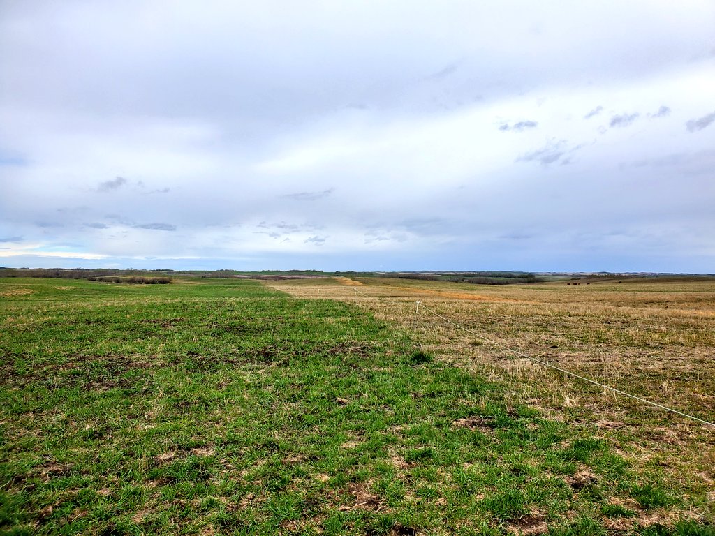 herefordcows's tweet image. Poor man&apos;s calving pasture. 🥴 We&apos;re still feeding but the Fall Rye is keeping the girls entertained until we can get pairs moved out to some pastures next month. Not the usual calving pastures but making things work. #secondpass #droughtmanagement #fallryefanclub