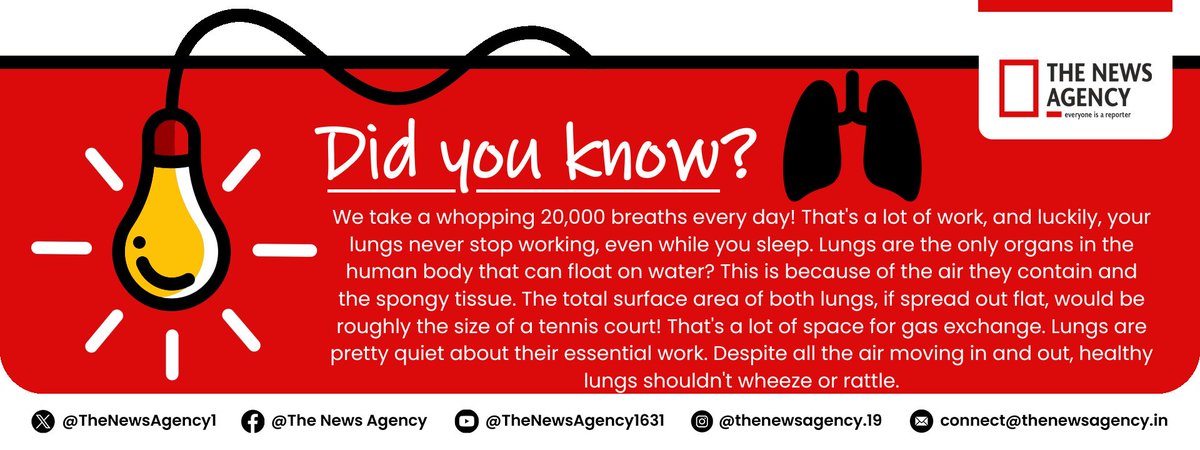 #didyouknow #lungs