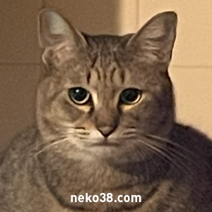 雑種猫推進委員会neko38.com tweet media
