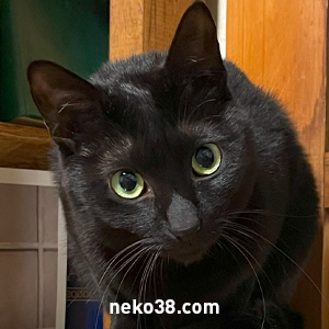 雑種猫推進委員会neko38.com tweet media