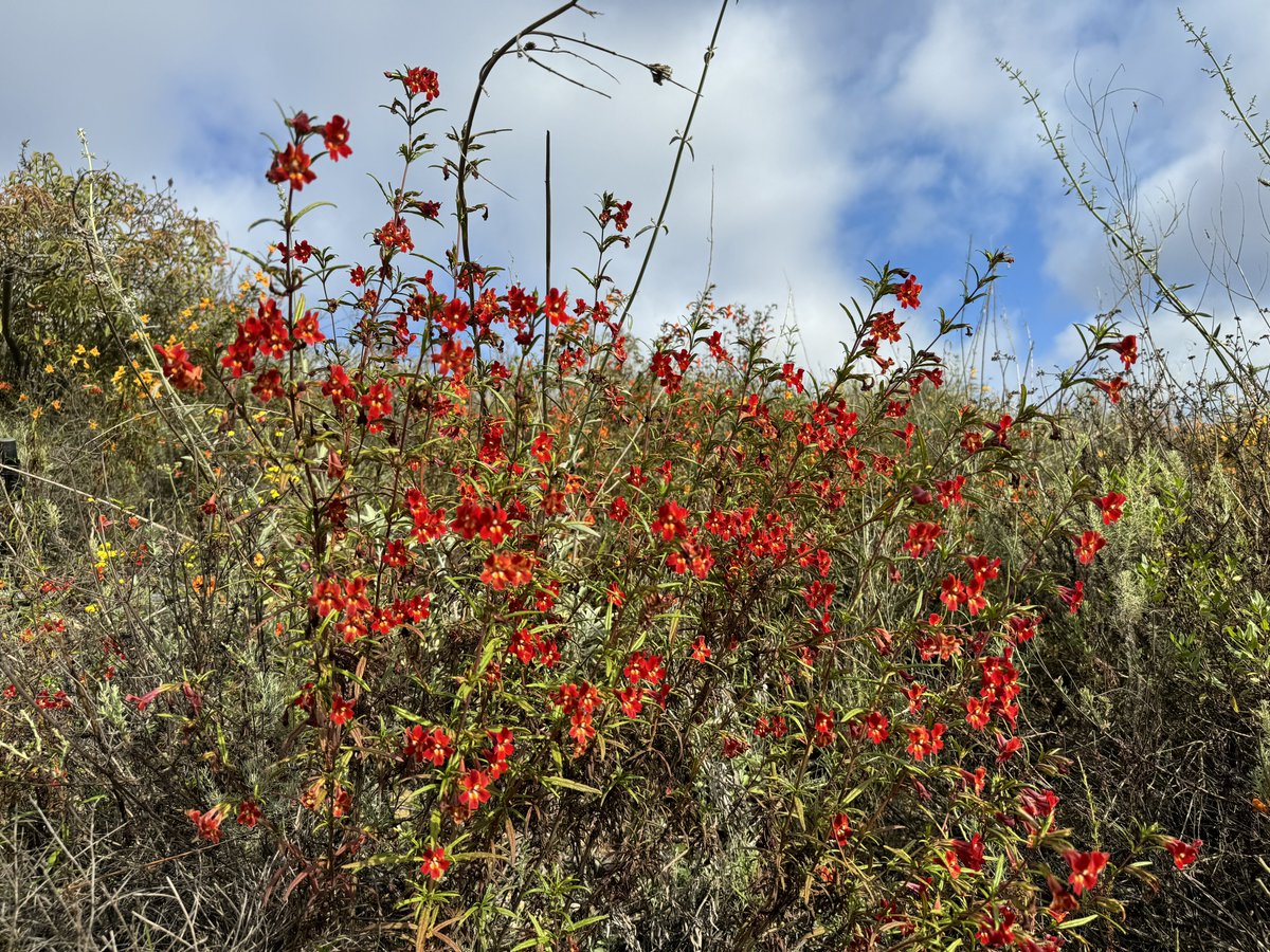 今日所见野花：冬青叶樱桃(holly leaf cherry)、圣地亚哥鼠尾草(San Diego sage)、圣地亚哥猴花(San Diego monkey flower)、红灌木猴花(red bush monkey flower)。