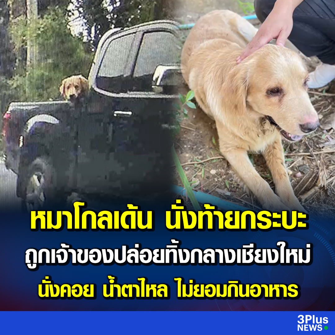 หมาโกลเด้น นั่งท้ายกระบะ ถูกเจ้าของปล่อยทิ้งกลางเชียงใหม่ นั่งคอย น้ำตาไหล ไม่ยอมกินอาหาร

ch3plus.com/news/social/ch…

#ข่าวช่อง3
#3PlusNews