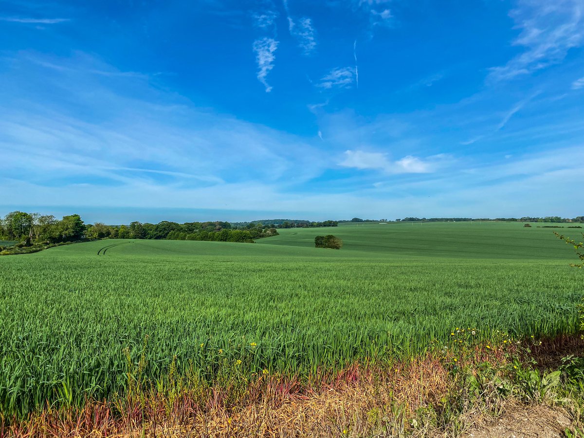 After a slow start the sun is out in Deal - Great Mongeham Kent @itvmeridian @PhilippaDrewITV @HollyJGreen @itvweather @SallyWeather @ChrisPage90 @WeatherAisling @BeckyMantin_ @manalilukha @alexberesfordTV grass pollen on it’s way sneeze 🤧