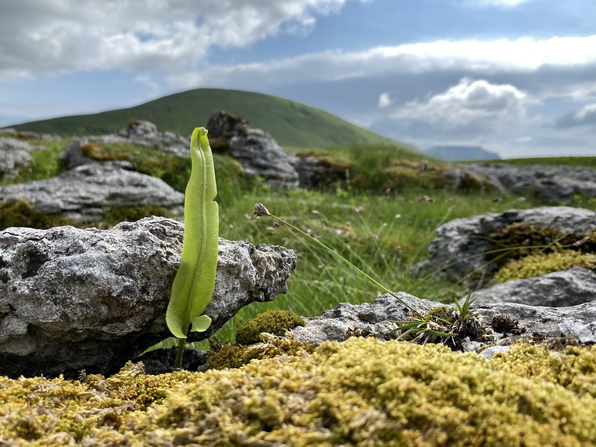 Ribblehead Quarry walk, 16/5/24 #YorkshireDales #Ingleborough