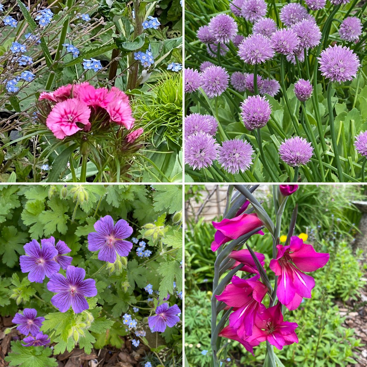 In my Devon garden this week #FlowersOnFriday #flowers