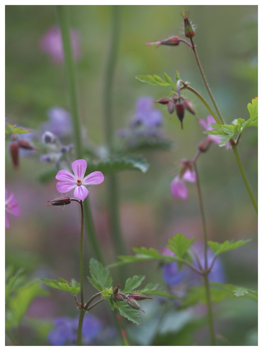 May evening garden.