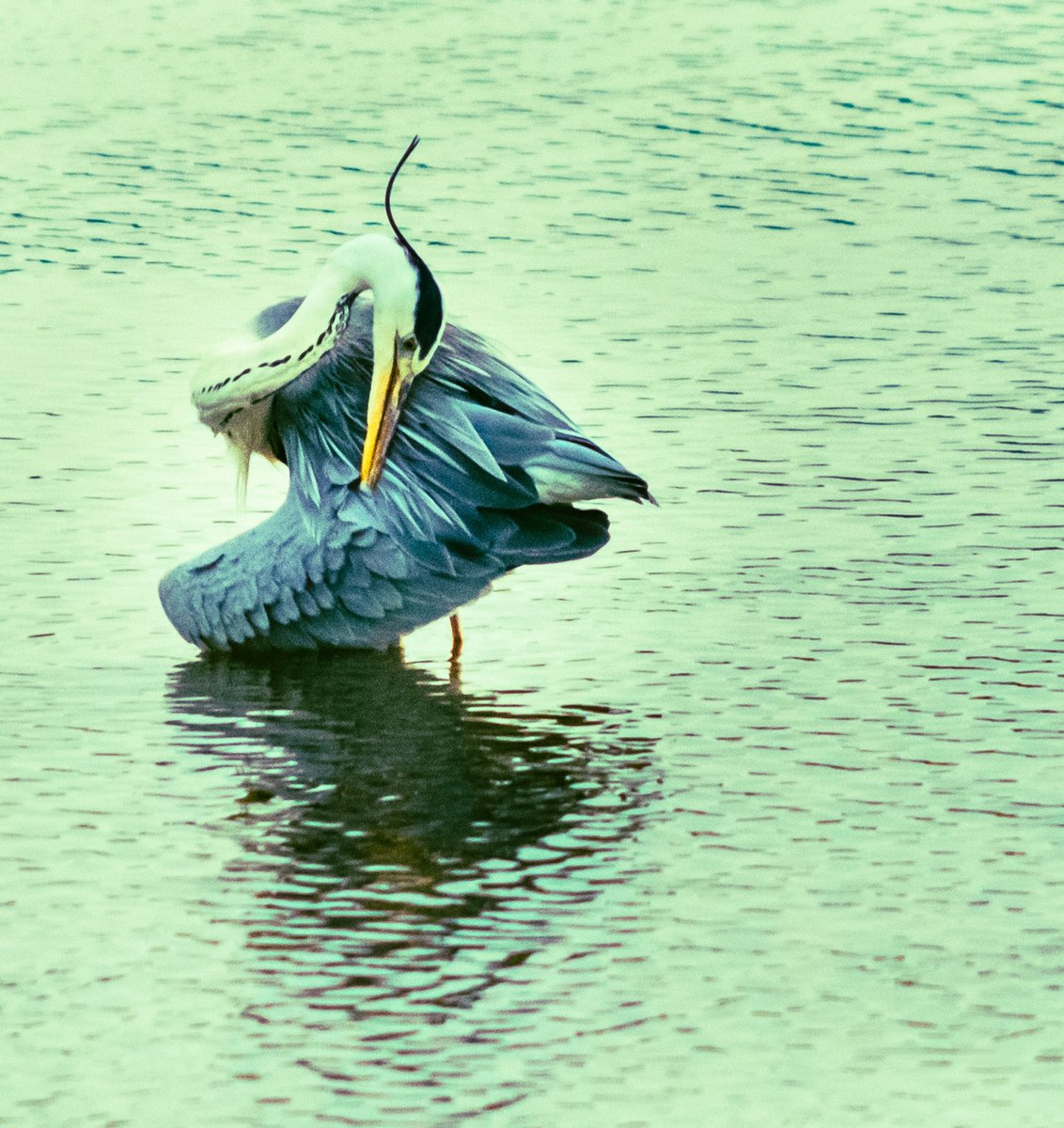 #greyheron #birds #nature #heron #bird #wildlife #birdphotography #birdsofinstagram #naturephotography