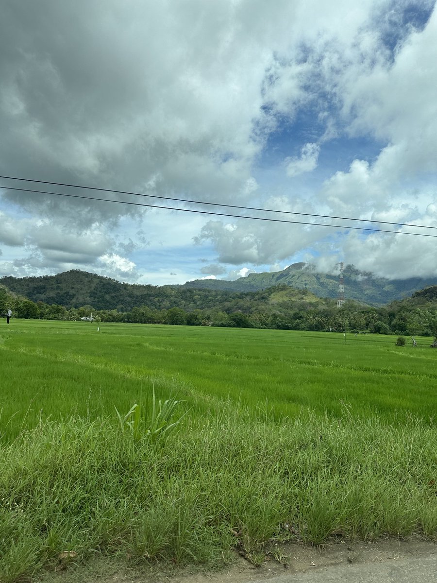 Paddy cultivation for the Maha season has already begun in Sri Lanka. Sowing in full swing. #SriLanka