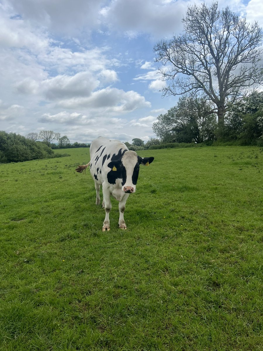 Warmer weather on the way and fly populations increasing this is the time to act and limit fly population numbers. Prevent the reproduction of the early waves of flies by using a SP like Flypor to protect your cattle for up to 8 weeks! #teamdairy 🐄🪰