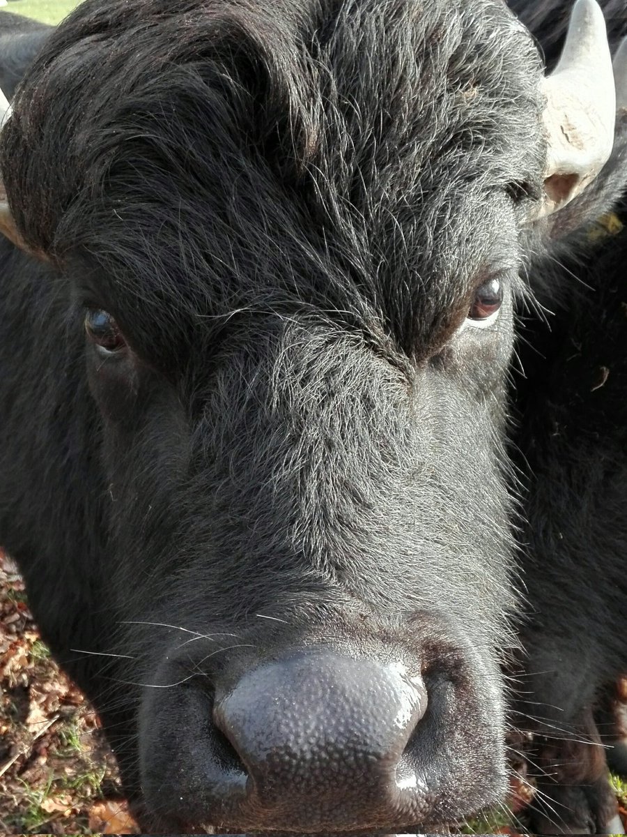 KittyvanRooij's tweet photo. #mei_nmooistefotos #zoogdier @bosw8er_jochem mijn mooiste foto's van zoogdieren, natuurlijk kunnen dan de #waterbuffels van @DeStoerderij niet ontbreken. https://t.co/EUIFD8kXF4