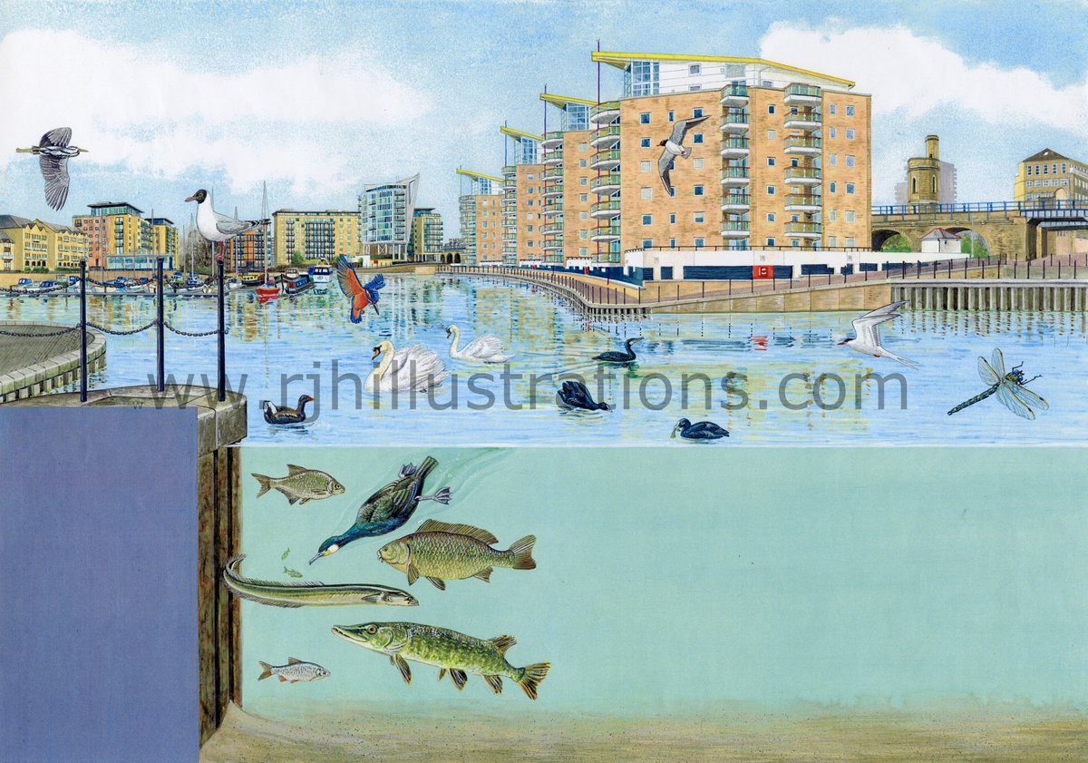 #OTD in 1993 the 1.1 mile long Limehouse link tunnel on the A1203 in London's Docklands was opened. The tunnel runs beneath the buildings on the right of my #illustration of Limehouse Basin for a site specific #information  panel for #British Waterways. Now the
@CanalRiverTrust
