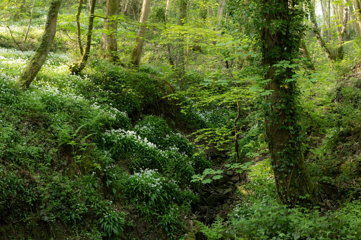 I could get into this woodland photography malarkey! A most enjoyable and peaceful wander around a wonderful woodland.