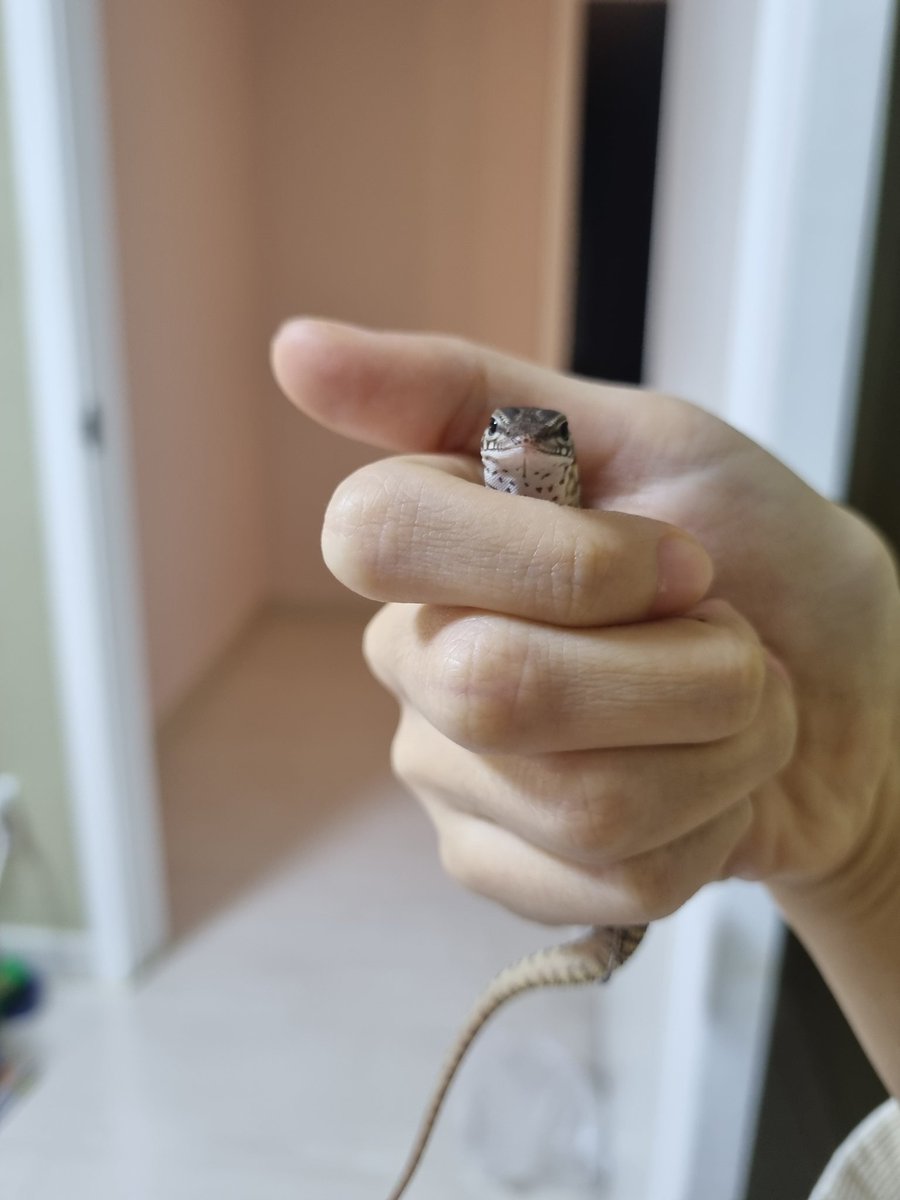 세상 데뷔한지 한달도 안된 애기 액키 모니터(특: 손과 옷속을 좋아함)