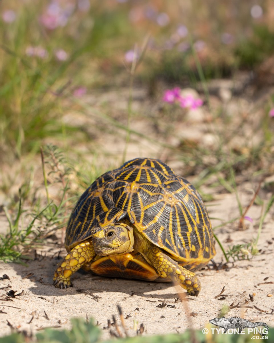 Psammobates geometricus - Geometric Tortoise. From Breede River Valley, Western Cap tyroneping.co.za/terrapins/tort…