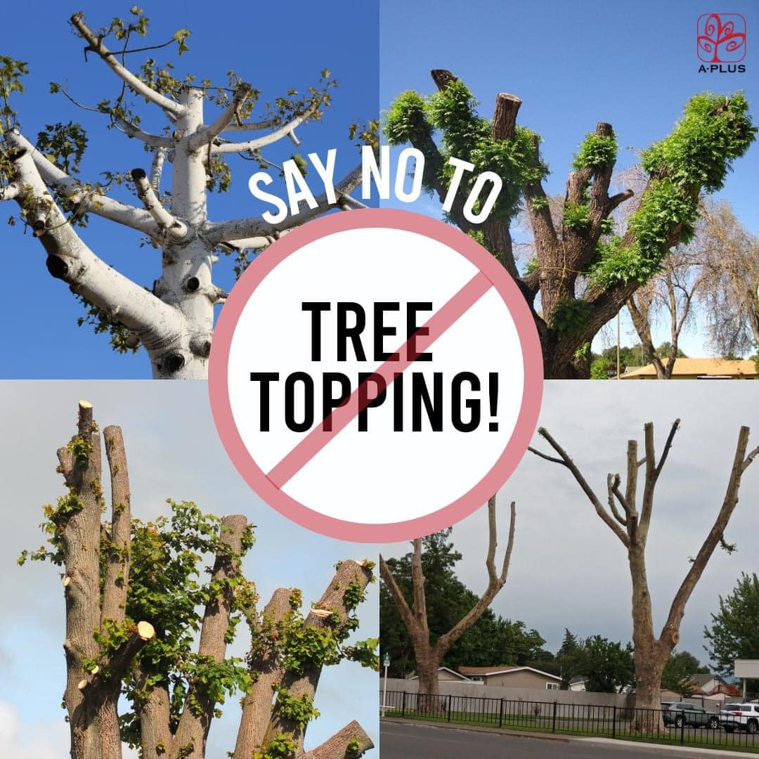 🧵TOPPING TREES is increasing by @haringeycouncil tree dept. Here are reasons why it's bad for trees. 🌳Tree Stress & Starvation: Topping removes crucial leaves that trees need for photosynthesis, leading to stress & weakened health @thestreettree @paulpowlesland @mikehakata
