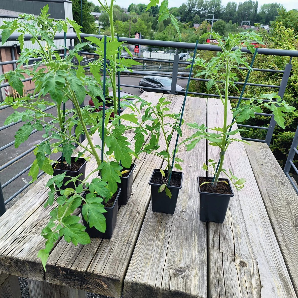 We are in the initial stages of creating a garden that serves community purposes around our premises. We've been donated some tomato plants to kick it all off! Thank you