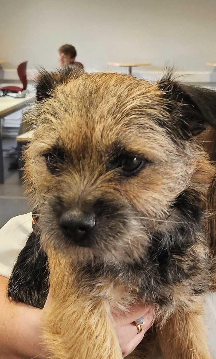 Fred (out therapy dog) has come to visit students today before their exams. <a href="/TheRoyalLatin/">RLS</a>
