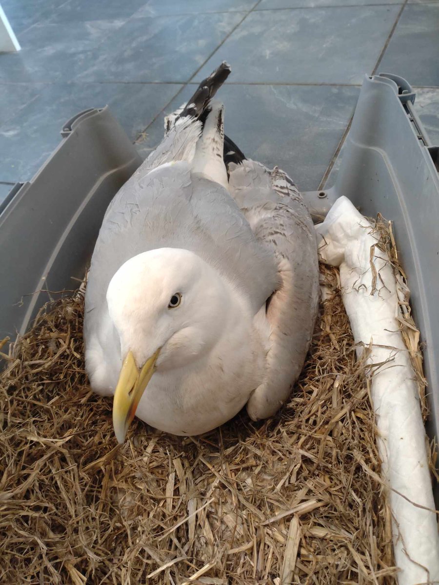 So Towie becomes just another Crime Report with a number💔
A pellet smashed his wing with another near his heart
we received 3 reports for 3 different gulls in 3 different locations in/around #Towyn we knew there had been shootings
#wildlifecrime #animalcruelty #northwales #birds