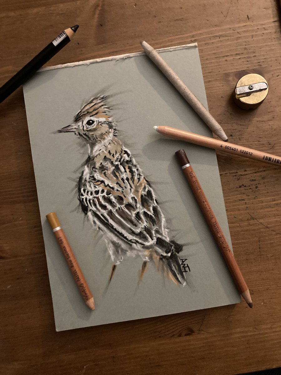 More Little Brown Bird Project. Though this is perhaps the superstar of the genre. Has any other LBB received as much adulation in song and literature? #skylark #larkascending #signsofsummer #sketch #drawing #bird #wildlife #littlebrownbird #pencilsketch #pencildrawing