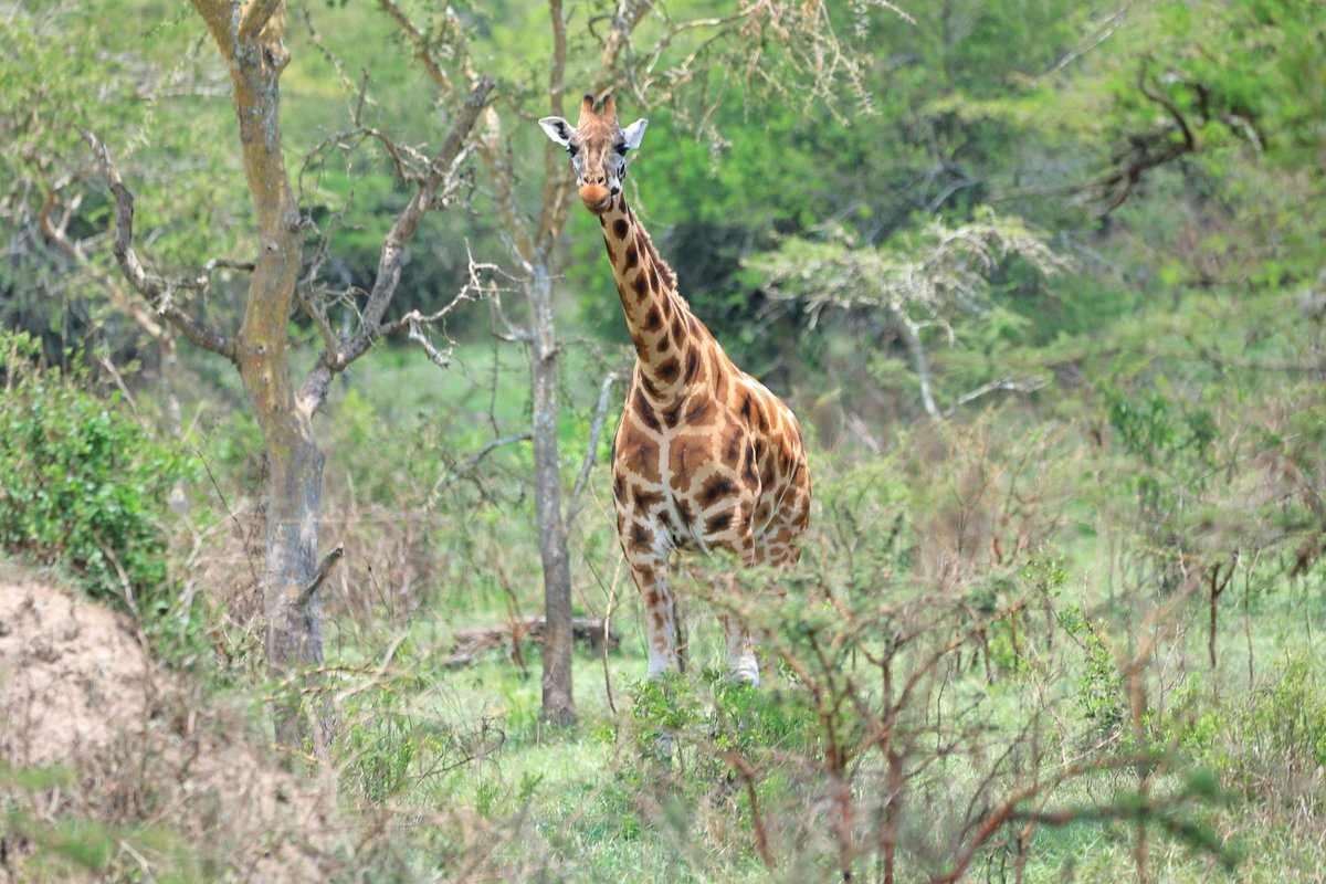 akiikigorillaAd's tweet photo. We wanna take on your weekend with keen interest all around mind blowing attractions.

DM us now to book your trip 🤙
#akiikigorillaadventures #tour #travel #explore #adventure #wild #eastafrica https://t.co/5T7KBtdE5G