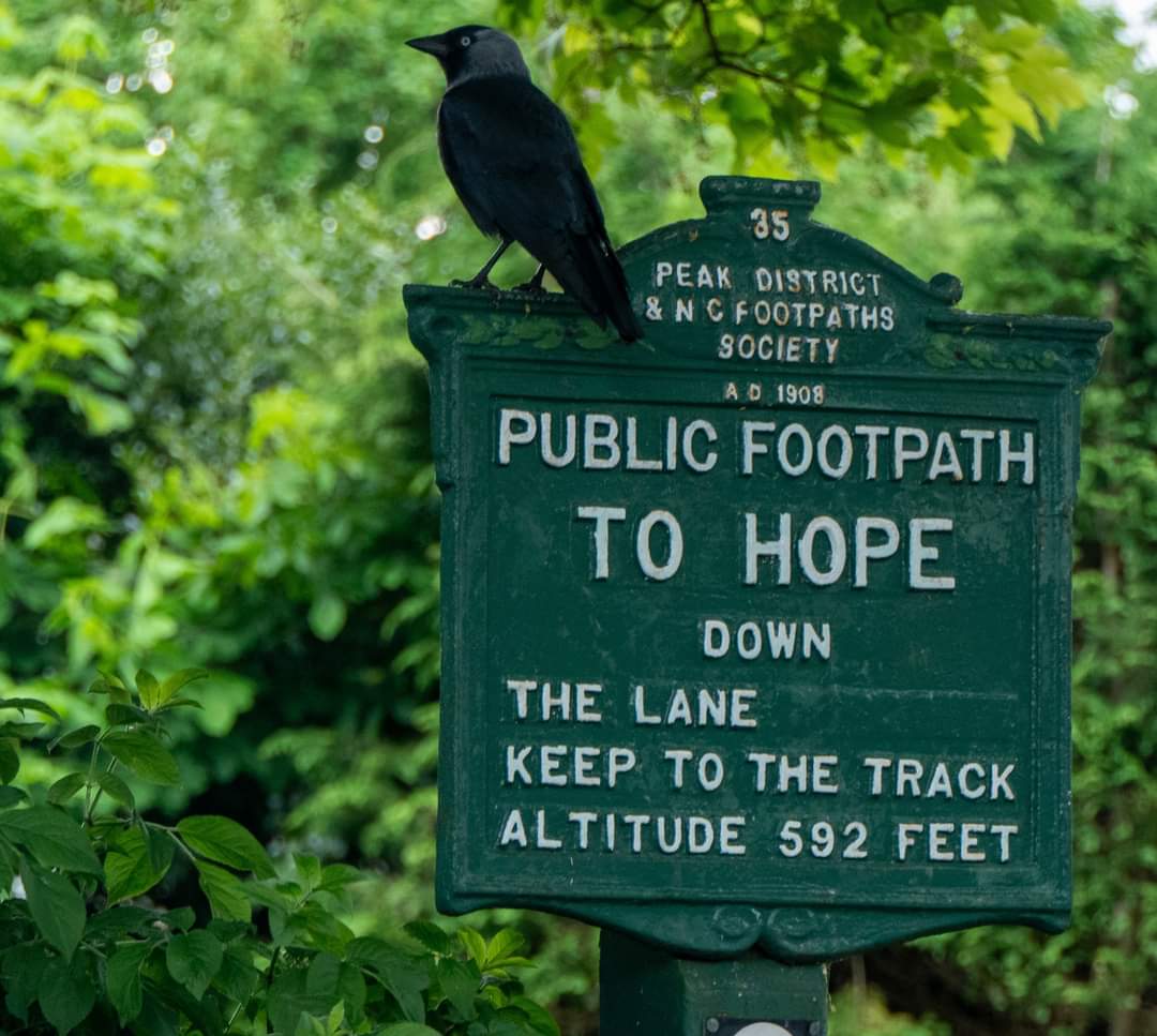 Not a fingerpost but this fella was trying to tell me something I think!! #footpaths #jackdaws