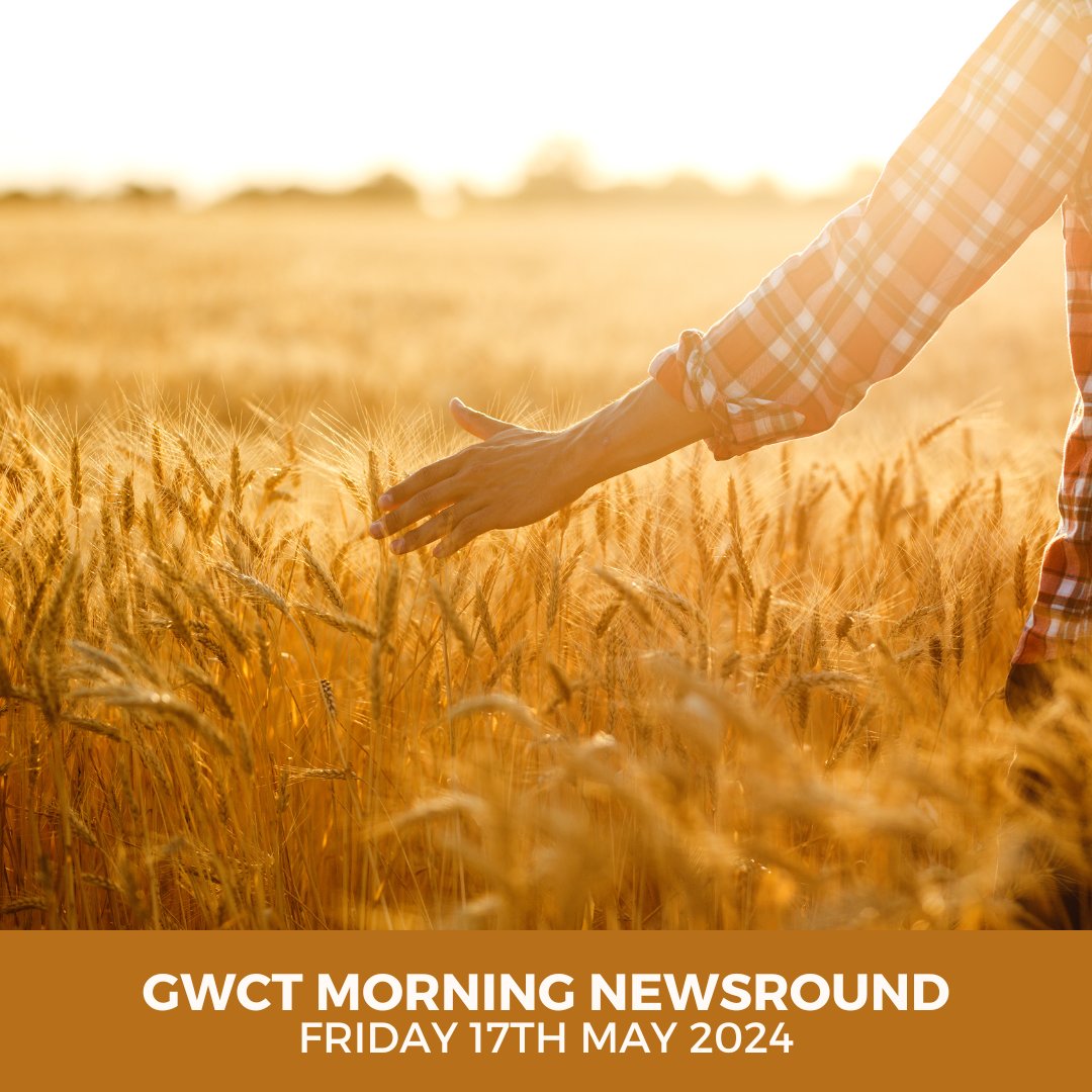 In today's #GWCT Morning Newsround: 🐦 Swallow, swift and house martin populations have nearly halved 🚜 £150k to boost farmers' wellbeing 🌱 AI will play a role in tackling biodiversity crisis Check out these stories and more in the Morning Briefing 👇🏼 mailchi.mp/gwct.org.uk/mo…