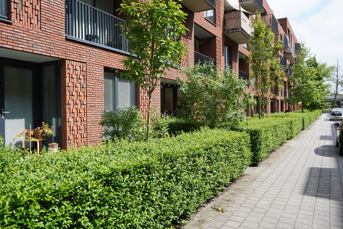 Stel dat elke #voortuin in de stad een #haag🌿 heeft...geeft privacy, goed voor #stadsbeesten🦔🐦‍⬛, goed voor #regenwateropvang🌧 en geeft de straat veel allure. 🤩🍃

Kleine beslissing met heel veel voordelen!👌 Zou in elk nieuwbouwproject standaard mogen zijn.