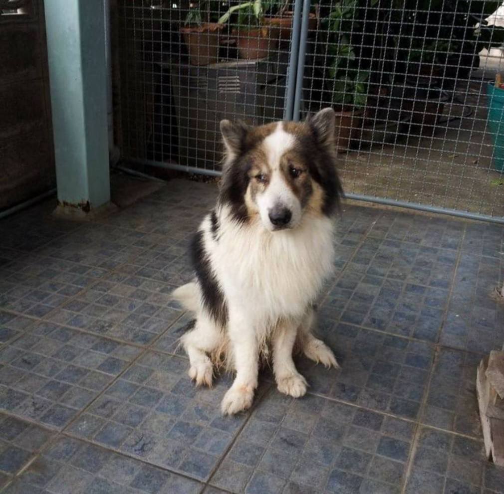 บ้านเราเลี้ยงบางแก้วมาหลายรุ่นละเพราะพ่อชอบมาก คาแรคเตอร์แต่ละตัวนางต่างกันมรกจริงๆ อย่างคุณคนนี้ชื่อจูเนียร์เป็นลูกชายแชมป์หมาประกวด (มีใบเพ้ด) มาจากฟาร์มที่อยุธยา เขาก็จะเรียบร้อย พูดน้อย ไม่เห่า ไม่กัด ไม่หือไม่อือ เป็นหนุ่มสุขุม ใจ ขี้อ้อน เป็นพ่อไมโครเวฟบอย