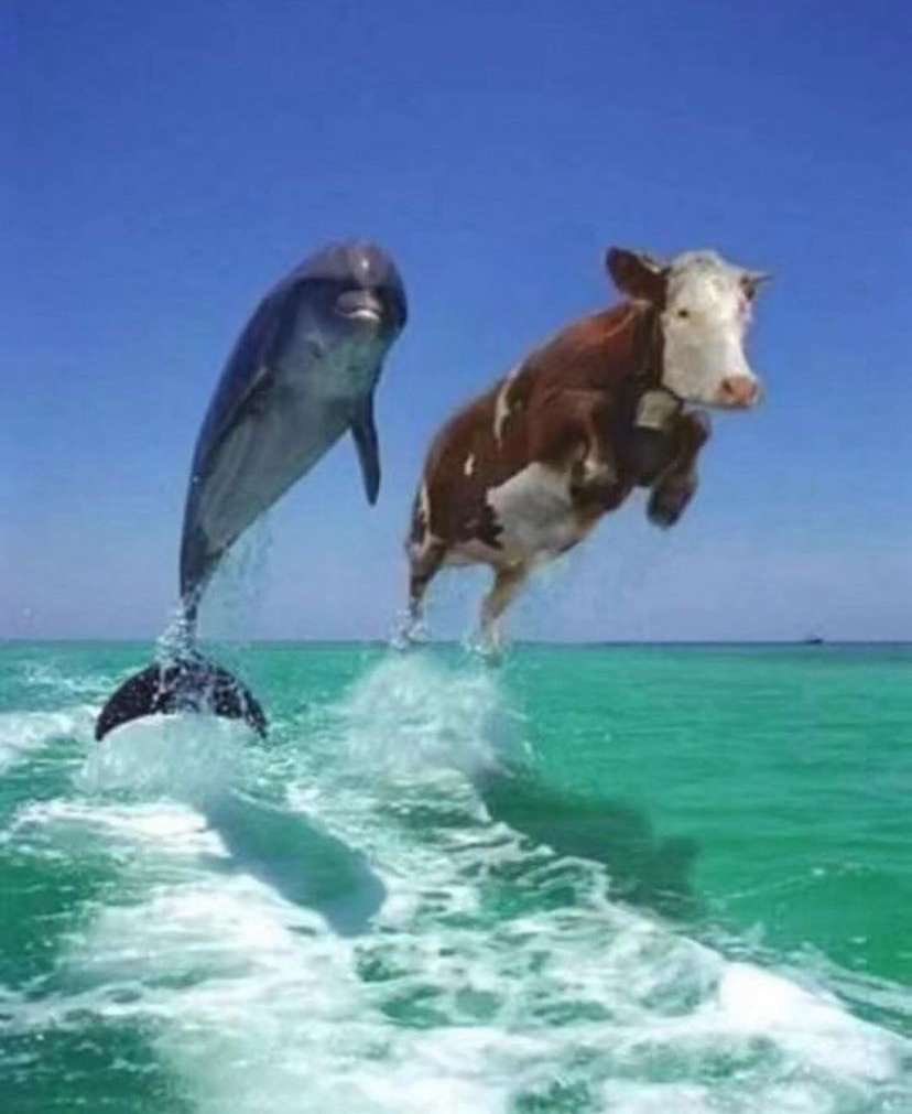 ConoverGD's tweet image. 