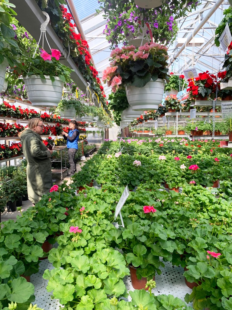 Tänään vietetään Käy kasvihuoneeseen -puutarhavierailupäivää. Kesäkukkia viljellään Suomessa yli 30M kukkaa vuosittain. Niitä viljelee 350 yritystä eri puolilla Suomea. Miltei jokaisesta kunnasta löytyy oman kylän paikallinen puutarha. Etsi lähipuutarhasi: kauppapuutarhaliitto.fi/kukkien-suoram…