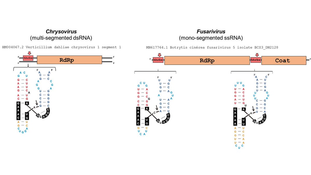 Thrilled to share our last surprising discovery: Hundreds of typical plant and fungal RNA viruses encode classic catalytic RNAs, such as the hammerhead, deltavirus or twister ribozymes. They are conserved in the UTRs of chryso-, fusari-, or megabirna-viruses, among many others