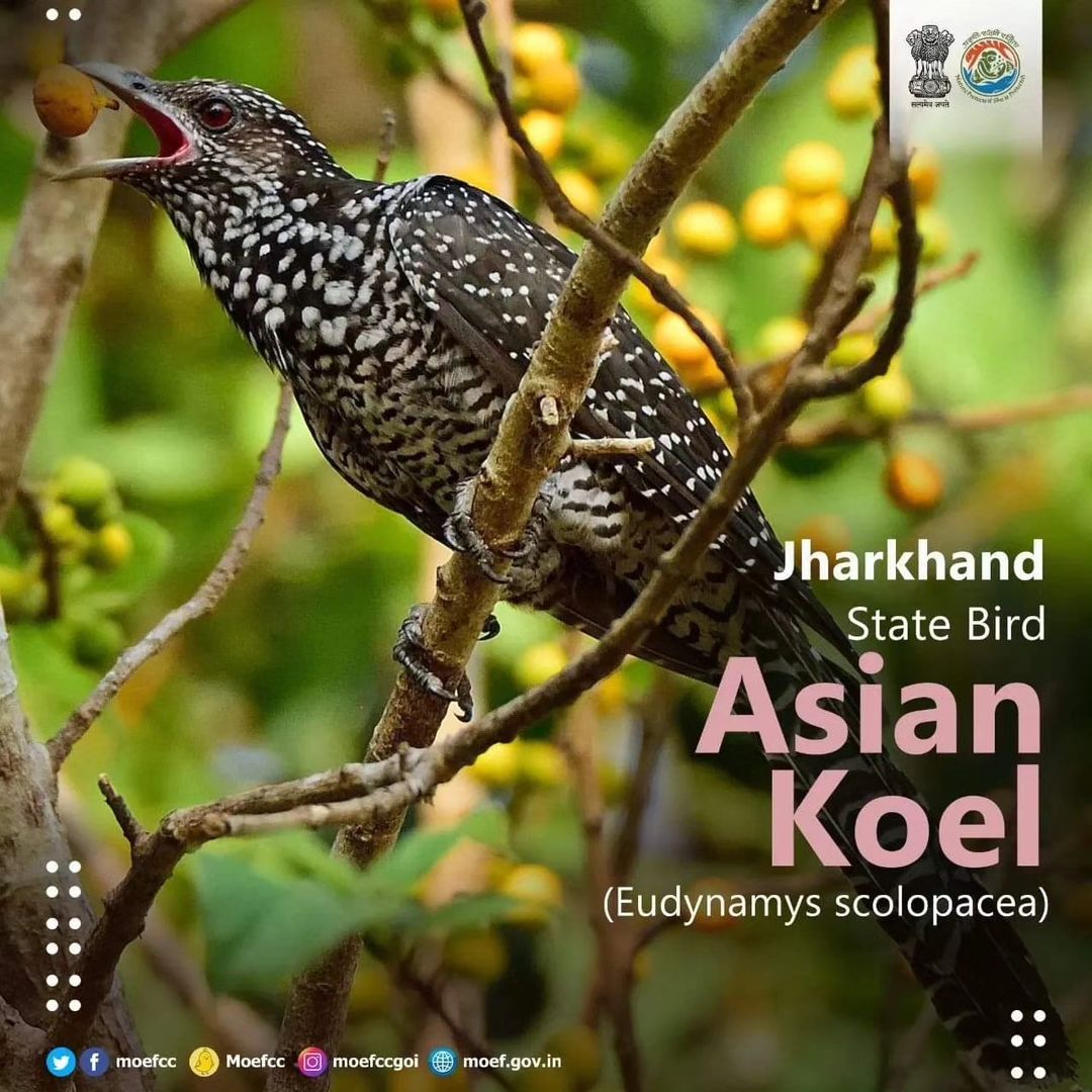 #ChooseLiFE #MissionLiFE @moefcc Jharkhand State Bird Asian Koel (Eudynamys scolopacea) @NWRailways