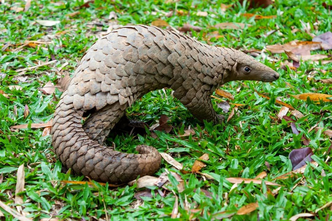 Today is #EndangeredSpeciesDay, an annual event aimed at commemorating, learning about, and taking action to protect at-risk and endangered species. The U.S. government through <a href="/USAID/">USAID</a>'s Biodiversity for Resilience Activity (with <a href="/RTI_Intl/">RTI International</a>) works with partners and communities to
