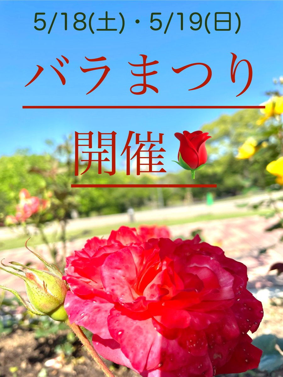 今週末は『バラまつり』を開催します🌹 バラ園をはじめ、園内でも楽しいイベントを行いますよ🌹 おでかけください♪♪ 詳細はコチラ↓ ezooko.jp/kiji/pub/detai… #熊本市動植物園 #バラまつり #おでかけ　#おすすめスポット