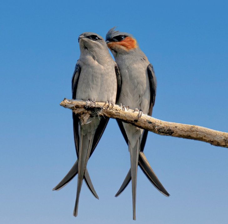 Lovely birds in China🐦 tweet media