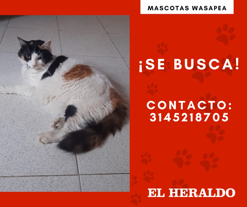 🐱#MascotasWasapea | ‘Kira’ se extravió y fue vista por última vez en el conjunto Quintas de San Pedro en Santa Marta, Magdalena. ☎️Si lo ha visto puede comunicarse al 3145218705. Se ofrece recompensa.